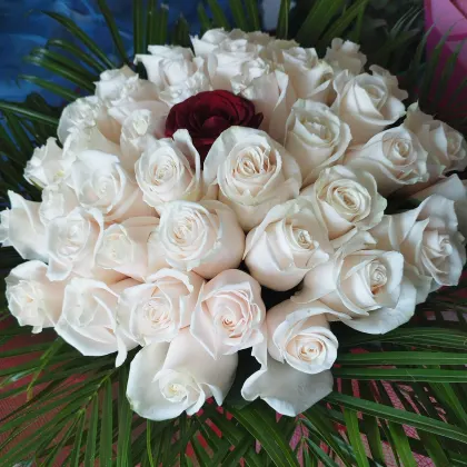 Floraria Mariana